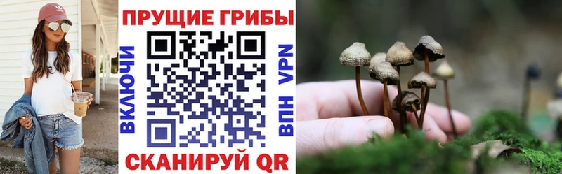 Псилоцибиновые грибы Cubensis Бор